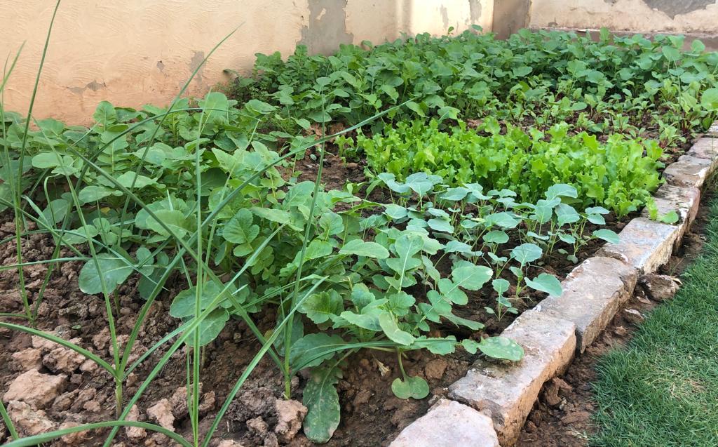 Ramadan reflections on Growing your own food